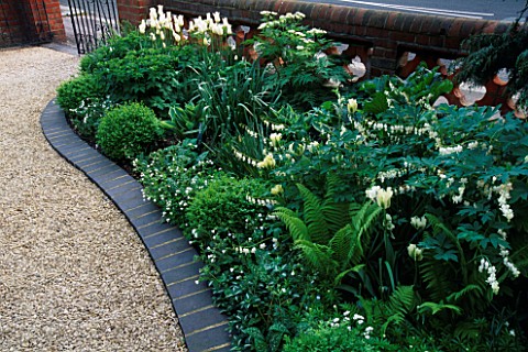 NICHOLS__SHADY_FRONT_GARDEN_WITH_PLANTING_OF_DICENTRA_SPECTABILIS_ALBA__TULIP_SPRING_GREEN__BOX_BALL