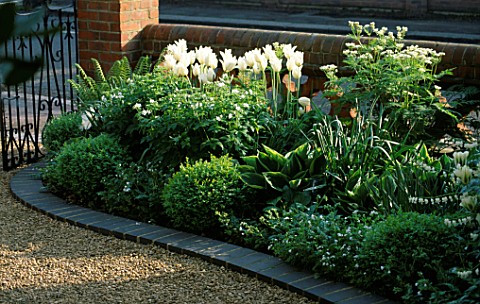 WHITE_FRONT_GARDEN_WITH_PLANTING_OF_BOX_BALL__HOSTAS__DICENTRA_ALBA___MATTEUCIA_STRUTHIOPTERIS_AND_T