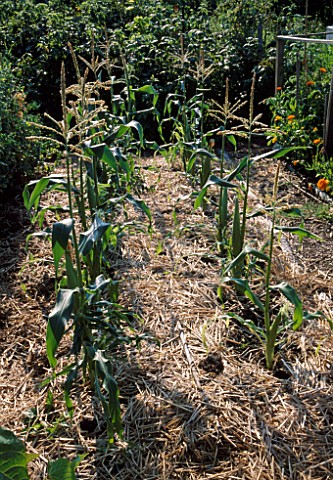 SWEETCORN_GROWING_IN_AN_ALLOTMENT_WITH_STRAW_MULCH_BELOW