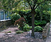 FRONT GARDEN DESIGNED BY JOE SWIFT WITH PAVED PARKING AREA  SLATE MULCH AROUND PRUNUS TREE  ACER IN POT SURROUNDED BY HOSTAS  AND GRAVEL