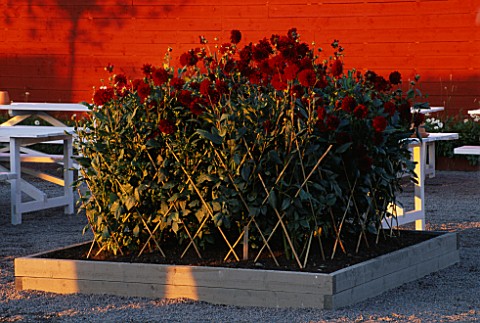 RAISED_BED_WITH_WOVEN_BAMBOO_CANES_RETAINING_DAHLIA_ARABIAN_NIGHT_DESIGNED_BY_ULF_NORDFJELL_HEDENS_L