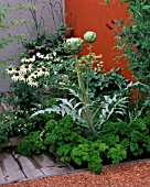 CITY ROOF TERRACE GARDEN WITH CYNARA SCOLYMUS GREEN GLOBE  PARSLEY  LATHYRUS ODORATUS BLACK KNIGHT AND ECHINACEA WHITE SWAN.  HEDENS LUSTGARD  SWEDEN