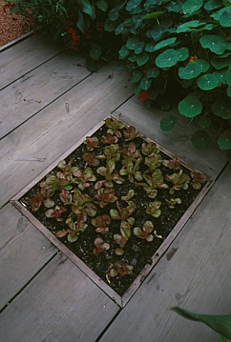 CITY_ROOF_TERRACE_GARDEN_WITH_WOODEN_DECKING_AND_LETTUCES_PLANTED_IN_BED_HEDENS_LUSTGARD__SWEDEN