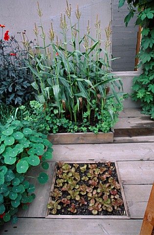 CITY_ROOF_TERRACE_GARDEN_WITH_SWEETCORN__WOODEN_DECKING_AND_LETTUCES_PLANTED_IN_SQUARE_BED_HEDENS_LU