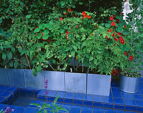 CITY_ROOF_TERRACE_GARDEN_BLUE_CERAMIC_TILES_AND_RILL__WITH_METAL_CONTAINERS_PLANTED_WITH_TOMATOES_AN