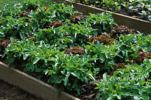 CATALOGNA_AND_VALDAI_LETTUCES_GROWING_IN_A_RAISED_BED