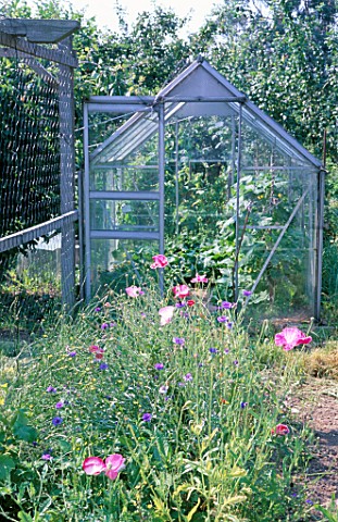 POPPIES_AND_GREENHOUSE_IN_AN_ALLOTMENT
