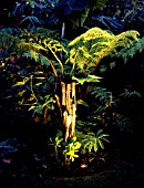 PETER REIDS LYMINGTON GARDEN  HAMPSHIRE: CYATHEA MEDULLARIS (BLACK TREE FERN) LIT UP AT NIGHT