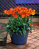 TERRACOTTA PATIO: CONTAINER PLANTED WITH TULIP GENERAL DE WET
