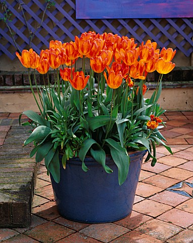 TERRACOTTA_PATIO_CONTAINER_PLANTED_WITH_TULIP_GENERAL_DE_WET