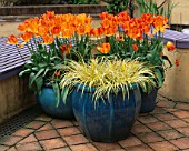 TERRACOTTA PATIO: BLUE GLAZED CONTAINERS PLANTED WITH TULIP GENERAL DE WET AND CAREX EVERGOLD