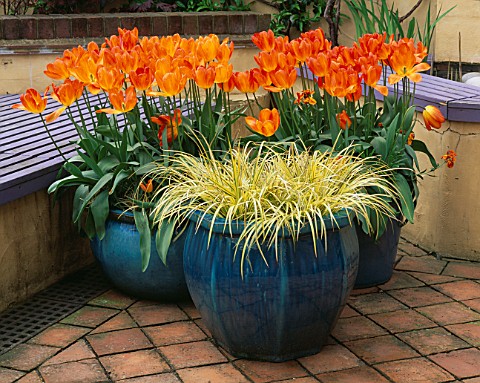 TERRACOTTA_PATIO_BLUE_GLAZED_CONTAINERS_PLANTED_WITH_TULIP_GENERAL_DE_WET_AND_CAREX_EVERGOLD