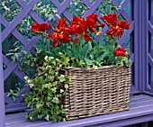 BASKET IN LILAC TRELLIS SEAT PLANTED WITH TULIPS ROCOCCO AND PASSIONALE