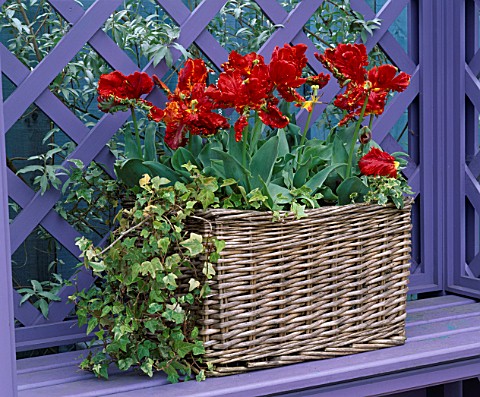 BASKET_IN_LILAC_TRELLIS_SEAT_PLANTED_WITH_TULIPS_ROCOCCO_AND_PASSIONALE