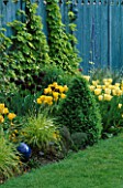 SPRING BORDER WITH BLUE DECORATIVE FENCING  GOLDEN HOP  BLUE GLAZING BALL  BOX PYRAMID  TULIPS QUEEN OF NIGHT  GOLDEN MELODY AND MAJA