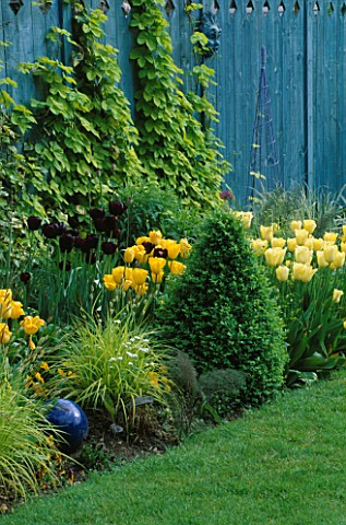SPRING_BORDER_WITH_BLUE_DECORATIVE_FENCING__GOLDEN_HOP__BLUE_GLAZING_BALL__BOX_PYRAMID__TULIPS_QUEEN