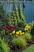 SPRING BORDER WITH BLUE DECORATIVE FENCING  GOLDEN HOP  BLUE GLAZING BALL  BOX PYRAMID  TULIPS NEGRITA  QUEEN OF NIGHT AND GOLDEN MELODY