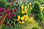 SPRING BORDER: BOX BALL AND TULIPS NEGRITA  QUEEN OF NIGHT AND GOLDEN MELODY