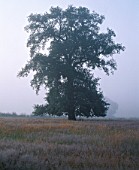 VIEW ACROSS THE DOWNS TO A BEAUTIFUL OAK TREE ON MISTY SUMMER MORNING
