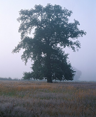 VIEW_ACROSS_THE_DOWNS_TO_A_BEAUTIFUL_OAK_TREE_ON_MISTY_SUMMER_MORNING