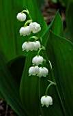 CONVALLARIA (LILY OF THE VALLEY)