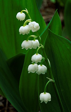 CONVALLARIA_LILY_OF_THE_VALLEY