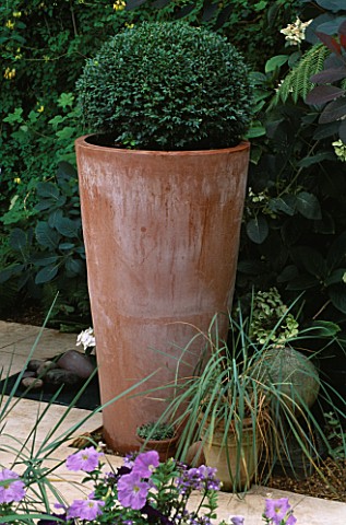 TALL_TERRACOTTA_CONTAINER_PLANTED_WITH_BOX_BALL_LISETTE_PLEASANCES_GARDEN__LONDON