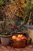 COPPER TUB WITH PUMPKINS & GOURDS  TERRACOTTA POTS WITH COTONEASTER   SKIMMIA  CYCLAMEN  VIOLA PENNY ORANGE SUNRISE 2000  CAREX BRONZE FORM.