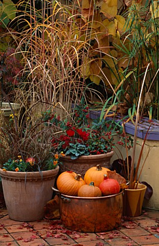 COPPER_TUB_WITH_PUMPKINS__GOURDS__TERRACOTTA_POTS_WITH_COTONEASTER___SKIMMIA__CYCLAMEN__VIOLA_PENNY_