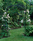 METAL ARCH COVERED IN CLIMBING ROSE BLUSH NOISETTE  CLEMATIS PRINCE CHARLES AND LATHYRUS ODORATUS. ALSO IN PIC IS RODGERSIA PINNATA SUPERBA