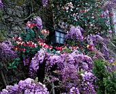 WISTERIA SINENSIS AND LONICERA X AMERICANA ON THE FRONT OF THE HOUSE. EASTLEACH HOUSE  GLOUCS