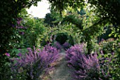 EASTLEACH HOUSE GARDEN  GLOUCESTERSHIRE: ROSE ARCHES WITH NEPETA SIX HILLS GIANT BENEATH
