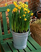GALVANISED METAL CONTAINER PLANTED WITH NARCISSUS TETE-A-TETE