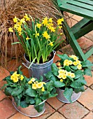 GALVANISED METAL CONTAINERS PLANTED WITH NARCISSUS TETE-A-TETE AND PRIMULA JESSICA