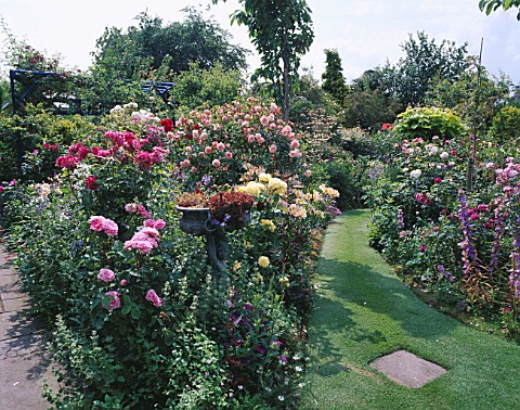 A_GRASS_PATH_CUTS_BETWEEN_BORDERS_OF_ENGLISH_ROSES_IN_CAROLYN_HUBBLES_GARDEN__SHROPSHIRE