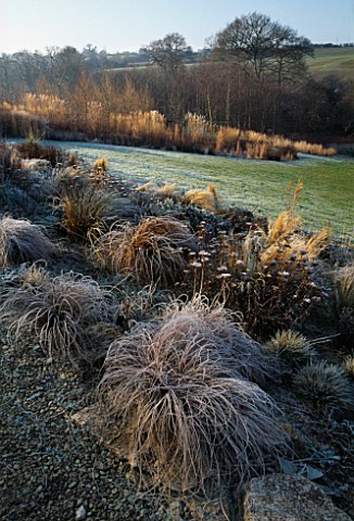 SCREE_AND_PRAIRIE_PLANTING_DUSTED_WITH_FROST__WITH_CAREX_COMANS_BRONZE_FORM_IN_THE_FOREGROUND_LADY_F