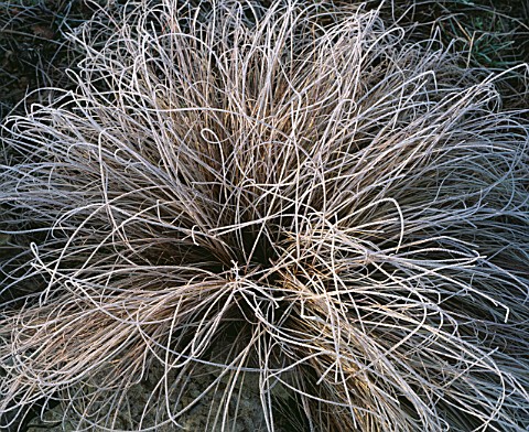CAREX_COMANS_BRONZE_FORM_DUSTED_WITH_FROST___LADY_FARM__SOMERSET