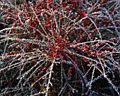 THE SCREE GARDEN AT LADY FARM  SOMERSET  DUSTED WITH WINTER FROST: COTONEASTER CONSPICUUS VAR DECORUS