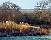 LADY FARM  SOMERSET  IN WINTER. THE PRAIRIE WITH MISCANTHUS SILVER FEATHER AND CALAMAGROSTIS KARL FOERSTER