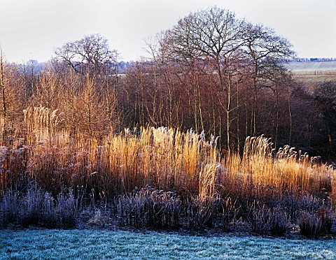 LADY_FARM__SOMERSET__IN_WINTER_THE_PRAIRIE_WITH__MISCANTHUS_SILVER_FEATHER_AND_CALAMAGROSTIS_KARL_FO