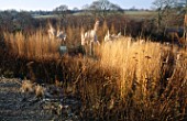 LADY FARM  SOMERSET  IN WINTER. THE PRAIRIE WITH   CALAMAGROSTIS KARL FOERSTER AND RUDBECKIA FULGIDA GOLDSTURM