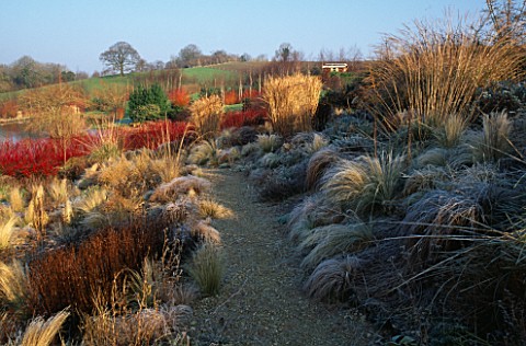 LADY_FARM__SOMERSET__IN_WINTER_STEPPE_PLANTING_WITH_STIPA_TENUISSIMA__ACHILLEA_MOONSHINE__COREOPSIS_