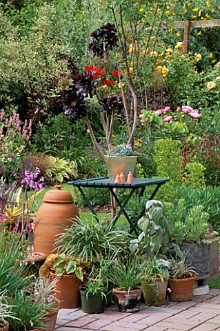 COLIN_AND_RUTH_LORKINGS_GARDEN__SUFFOLK_GREEN_TABLE_WITH_METAL_CONTAINER_WITH_ECHEVERIAS_RHUBARB_FOR