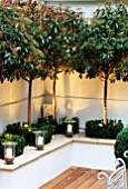 MODERN ROOF GARDEN WITH WHITE RAISED BED  GLASS CANDLE HOLDERS  CLIPPED BOX  WHITE GRAVEL AND STANDARD PHOTINIAS. DEVELOPMENT BY CANDY BROTHERS: LIGHTING: LIGHTING DESIGN INT.