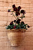 SHADE PLANTING: HELLEBORUS ORIENTALIS AND PANSIES IN A WALL MOUNTED TERRACOTTA CONTAINER