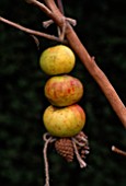 APPLES AND FIR CONES  TIED WITH HAIRY TWINE TO THE RUSTIC BIRDFEEDER