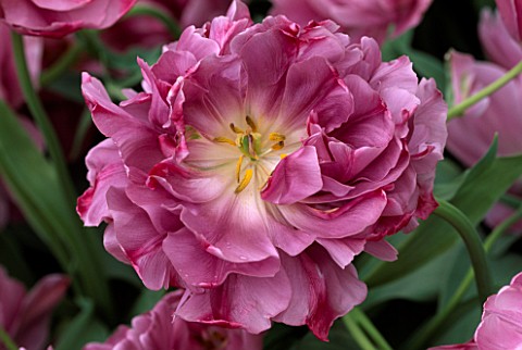 TULIP_LILAC_PERFECTION