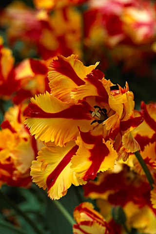 TULIP_FLAMING_PARROT