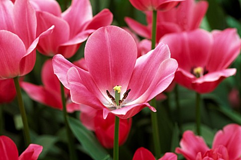 TULIP_WHOS_AFRAID_OF_THE_PINK