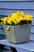 METAL CONTAINER PLANTED WITH YELLOW VIOLAS AND OPHIOPOGON PLANISCAPUS NIGRESCENS